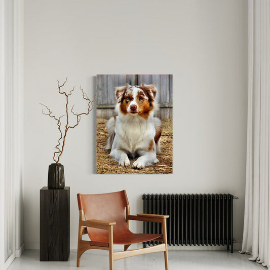 Australian Shepherd Aussie Dog Cute Portrait Canvas