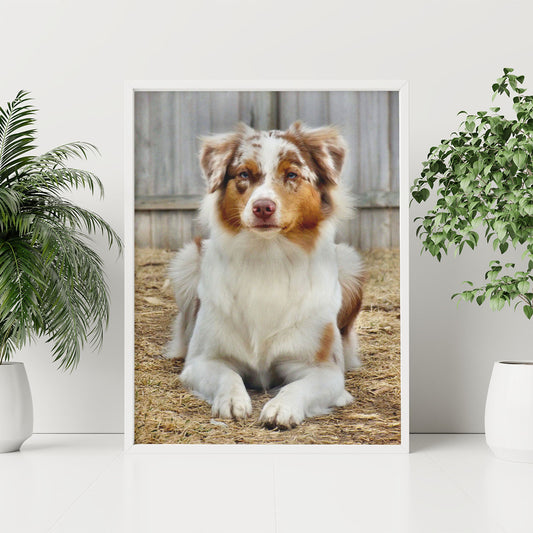 Australian Shepherd Aussie Dog Cute Portrait Poster